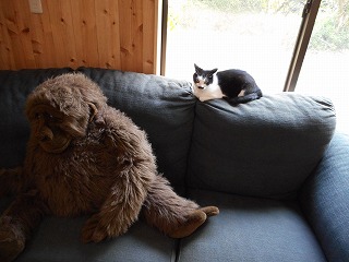 paw 053 paw 053